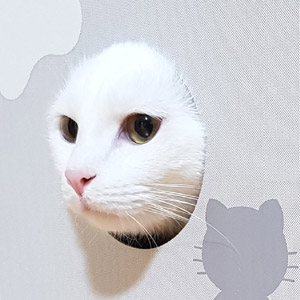 고양이간식_홈페이지_아이콘